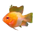 Sunshine Gold Balloon Ram | Mikrogeophagus ramirezi