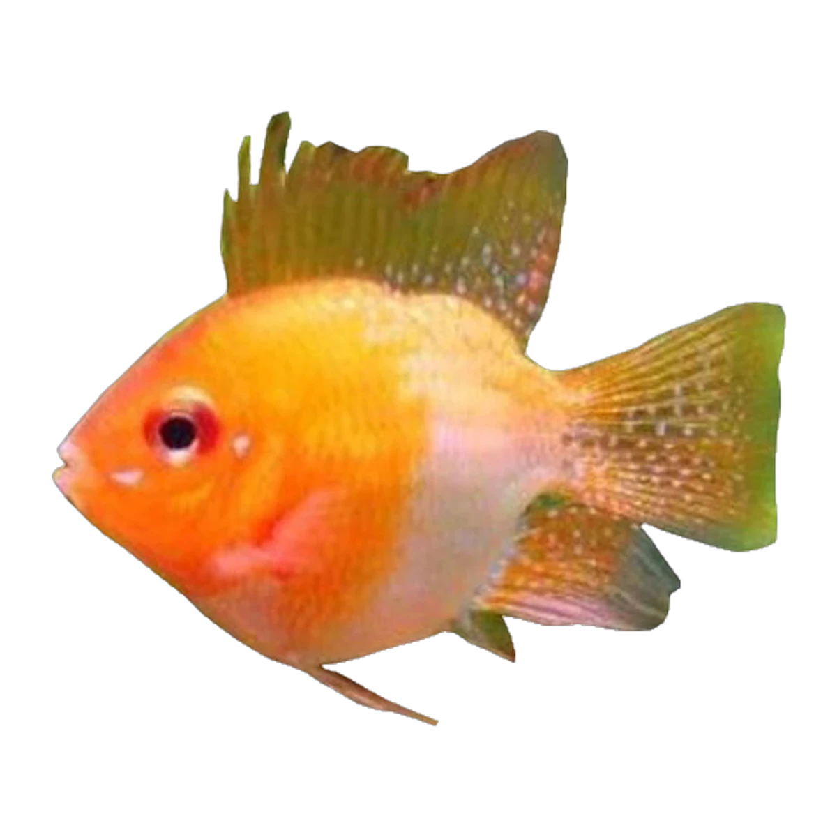 Sunshine Gold Balloon Ram | Mikrogeophagus ramirezi