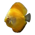 Sunshine Gold Discus