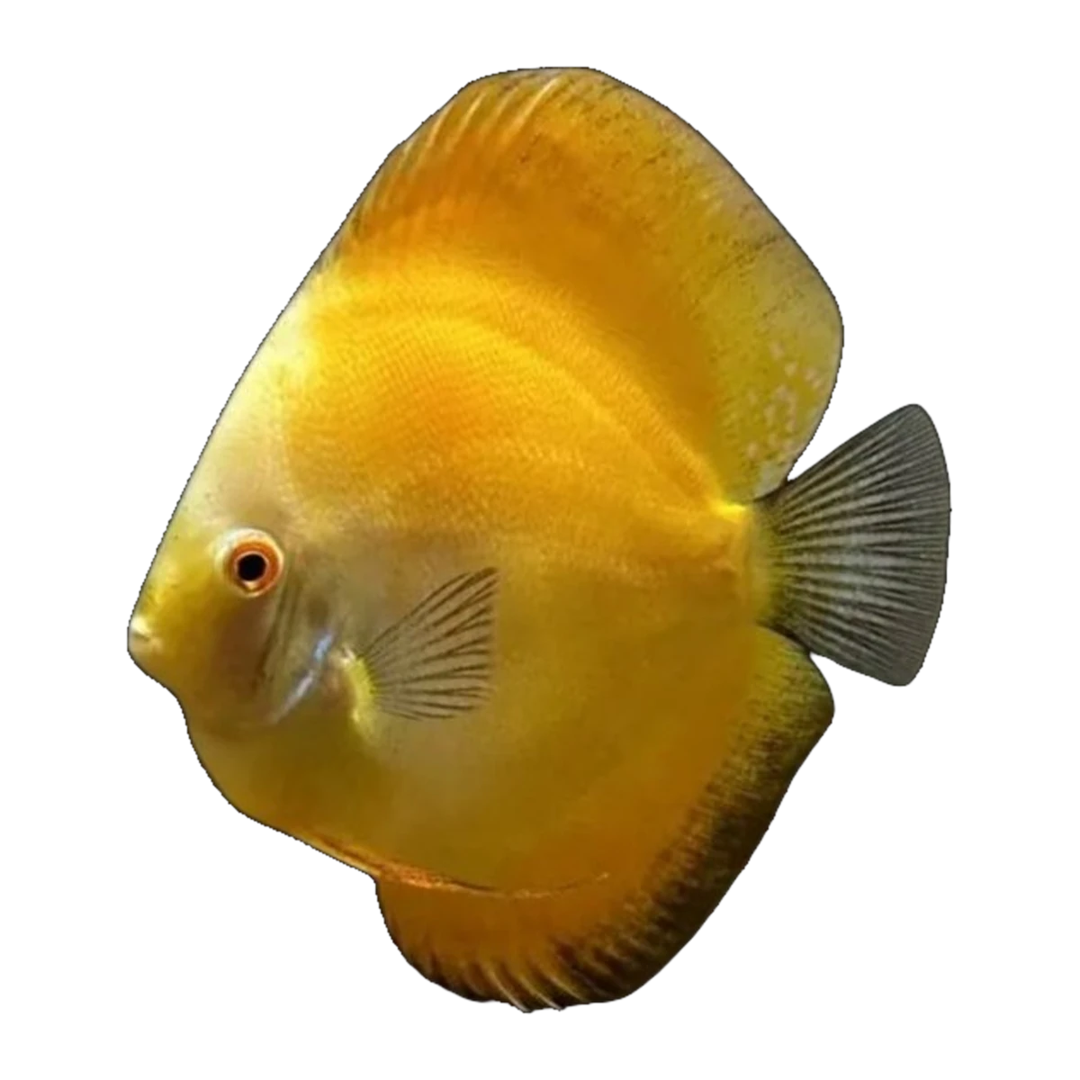Sunshine Gold Discus