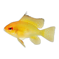 Sunshine Gold Ram (Mikrogeophagus ramirezi), side profile facing right