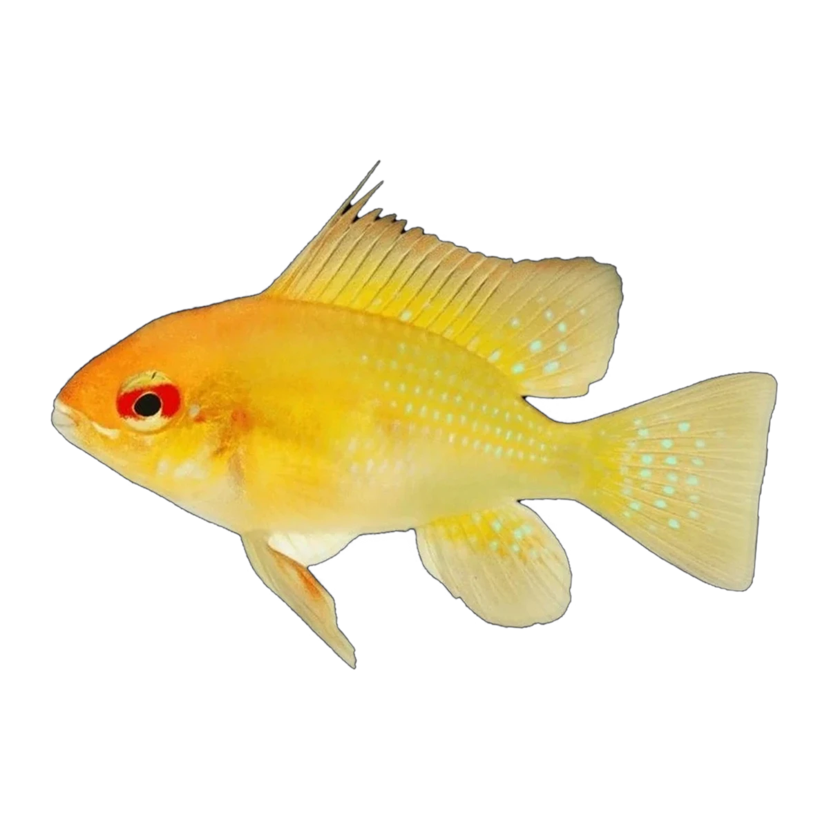 Sunshine Gold Ram (Mikrogeophagus ramirezi), side profile facing right