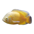 Sunshine Yellow Oscar (Astronotus ocellatus), side profile facing right