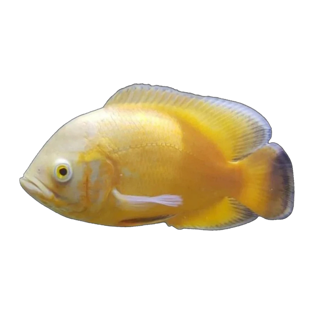 Sunshine Yellow Oscar (Astronotus ocellatus), side profile facing right