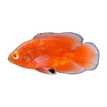 Super Chilli Red Oscar (Astronotus ocellatus), side profile facing right