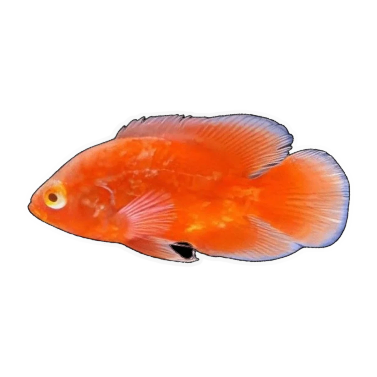Super Chilli Red Oscar (Astronotus ocellatus), side profile facing right
