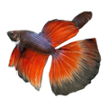 Super Delta Tail Fighting Fish | Betta splendens