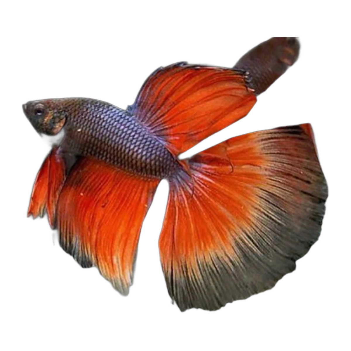 Super Delta Tail Fighting Fish | Betta splendens
