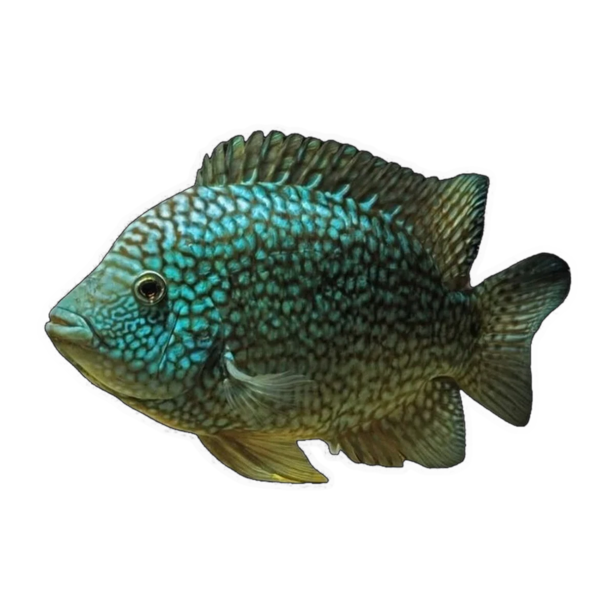 Super Green Texas (Herichthys sp. hybrid)