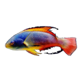Super Male Scotts Fairy Wrasse | Cirrhilabrus scottorum