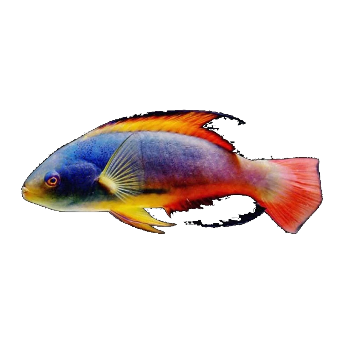 Super Male Scotts Fairy Wrasse | Cirrhilabrus scottorum