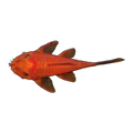 Super Red Bristlenose | Ancistrus sp. 'Super Red'