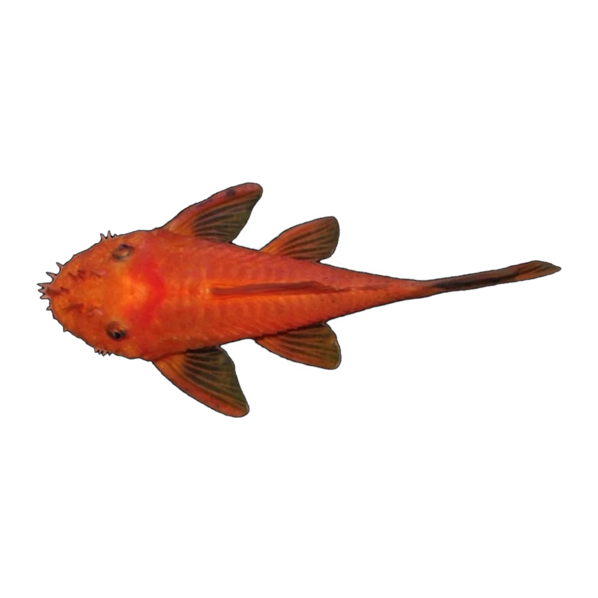 Super Red Bristlenose | Ancistrus sp. 'Super Red'