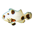 Super Storm Clownfish Pair | Amphiprion ocellaris