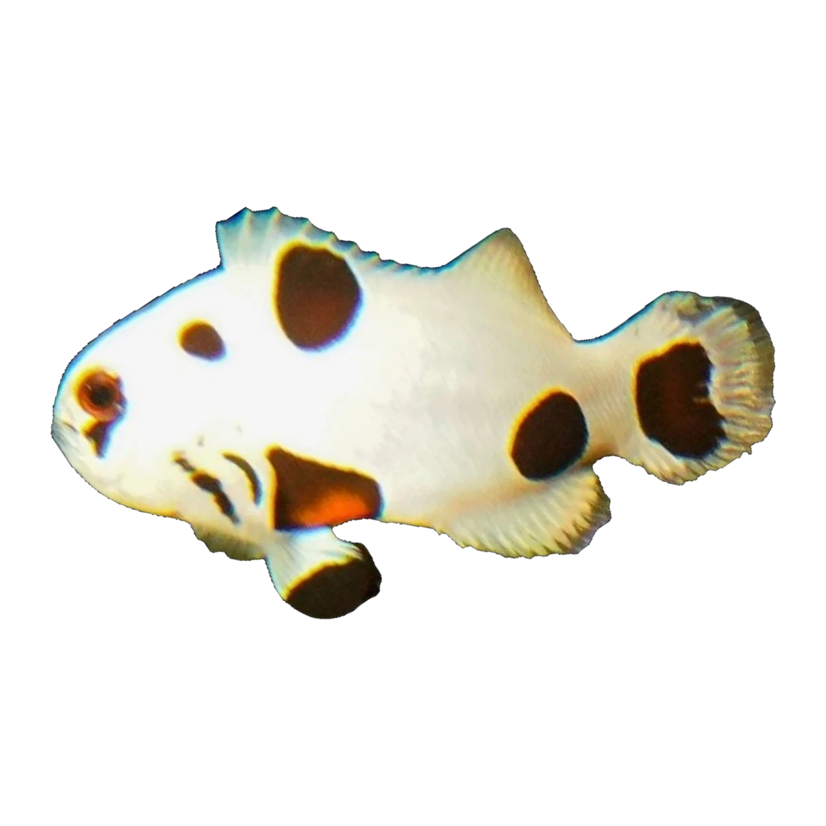 Super Storm Clownfish Pair | Amphiprion ocellaris