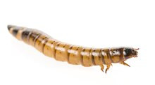Live Superworms 50g