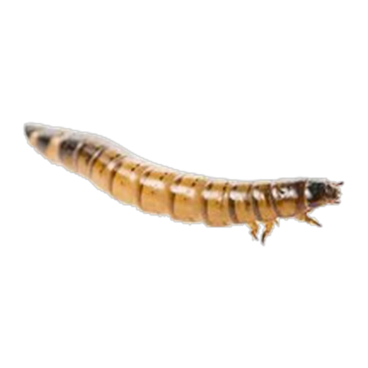 Live Superworms 100g