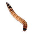 Superworms 40g