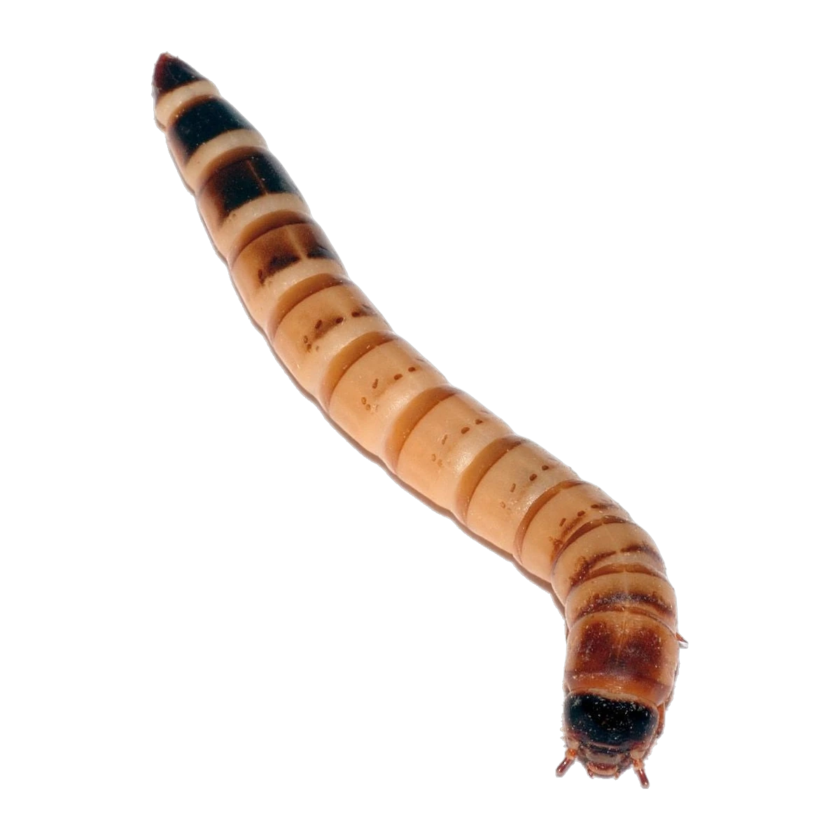 Superworms 40g