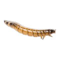 Live Superworms 50g