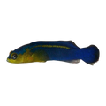 Surge Dottyback | Pseudochromis cyanotaenia