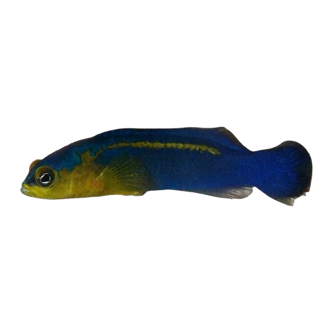 Surge Dottyback | Pseudochromis cyanotaenia