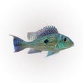 Sven's Eartheater (Geophagus sveni), side profile facing right