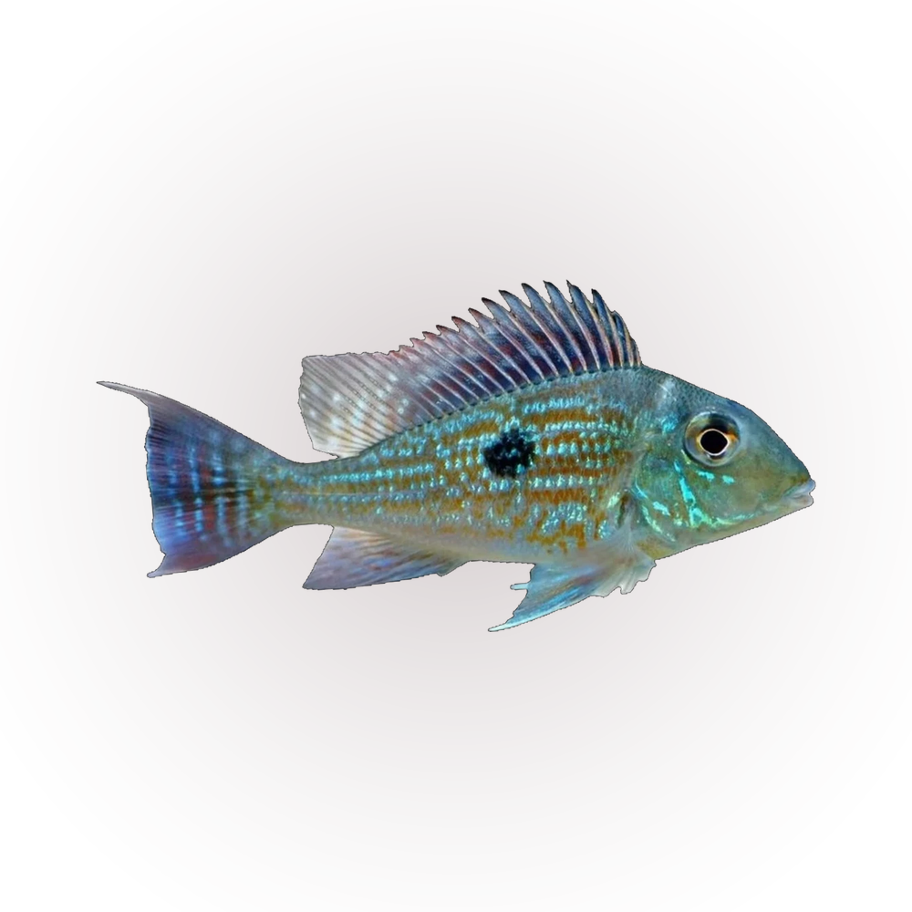 Sven's Eartheater (Geophagus sveni), side profile facing right