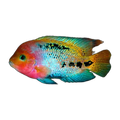 Synspilum Cichlid (Vieja melanura)