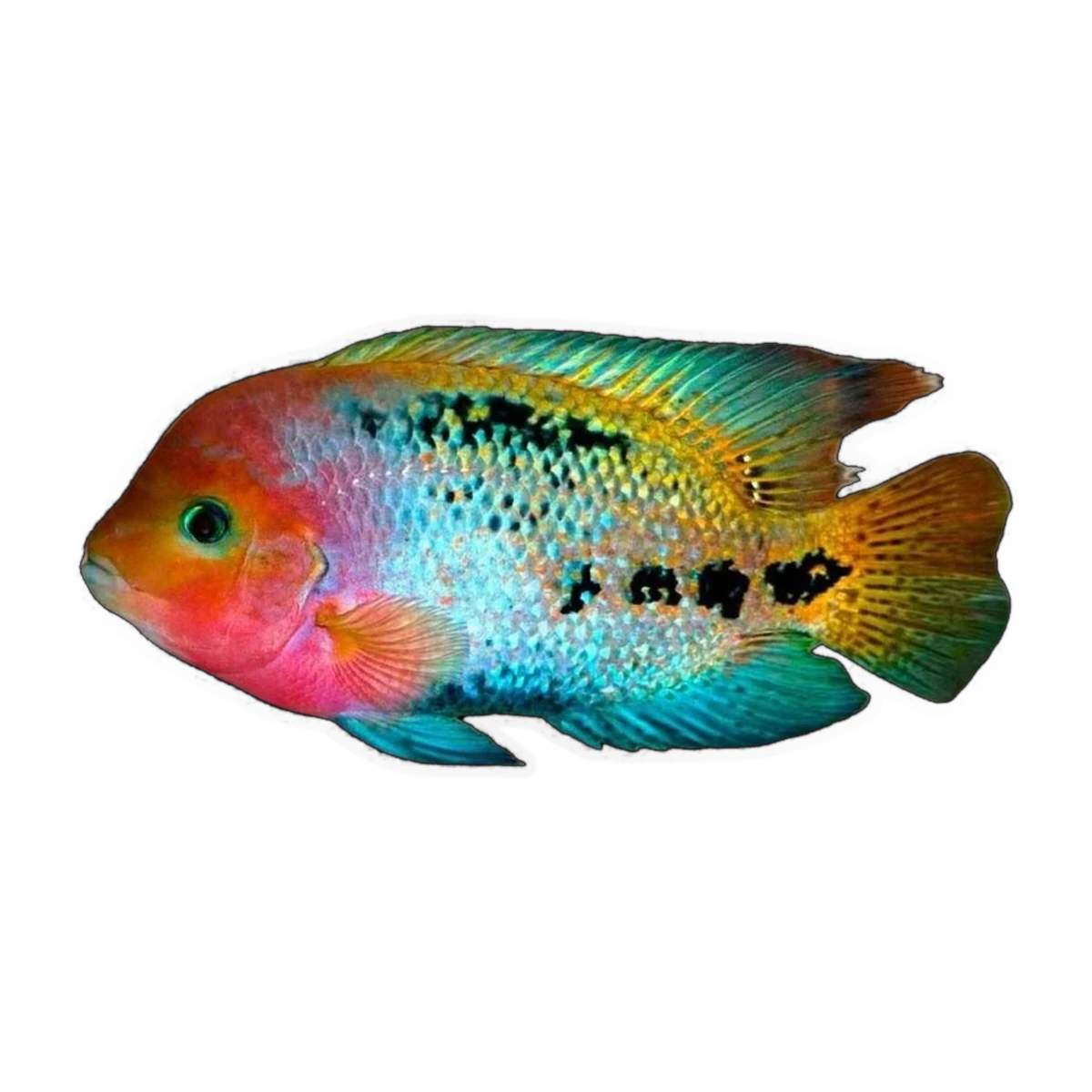 Synspilum Cichlid (Vieja melanura)