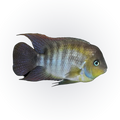 T Bar Cichlid (Amatitlania sajica), side profile facing right