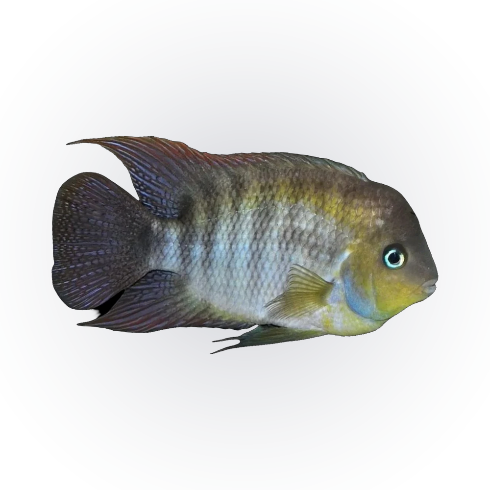T Bar Cichlid (Amatitlania sajica), side profile facing right