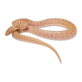 T+ Stimson Python | Antaresia childreni