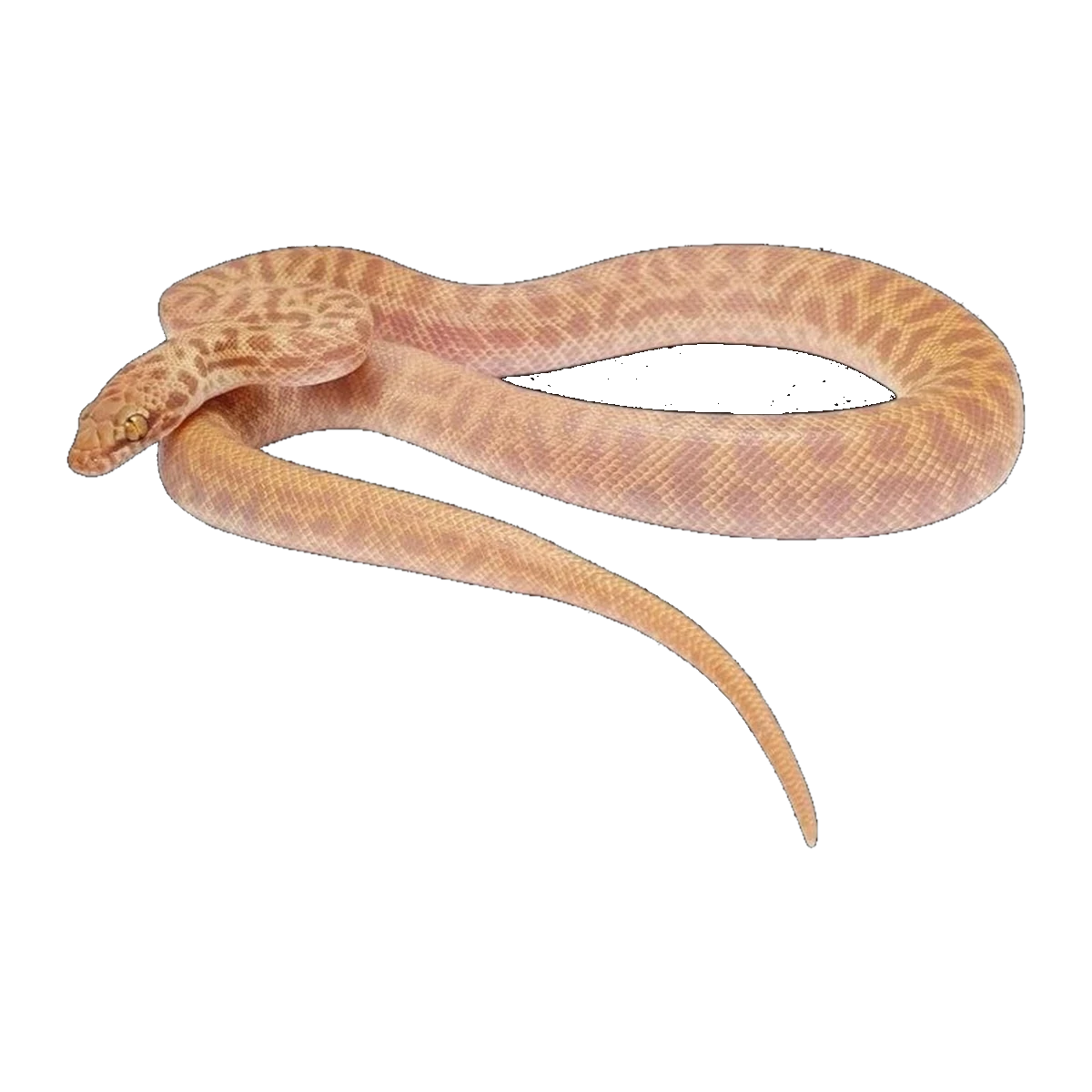 T+ Stimson Python | Antaresia childreni