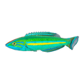 Tail Wrasse Male | Pseudojuloides splendens