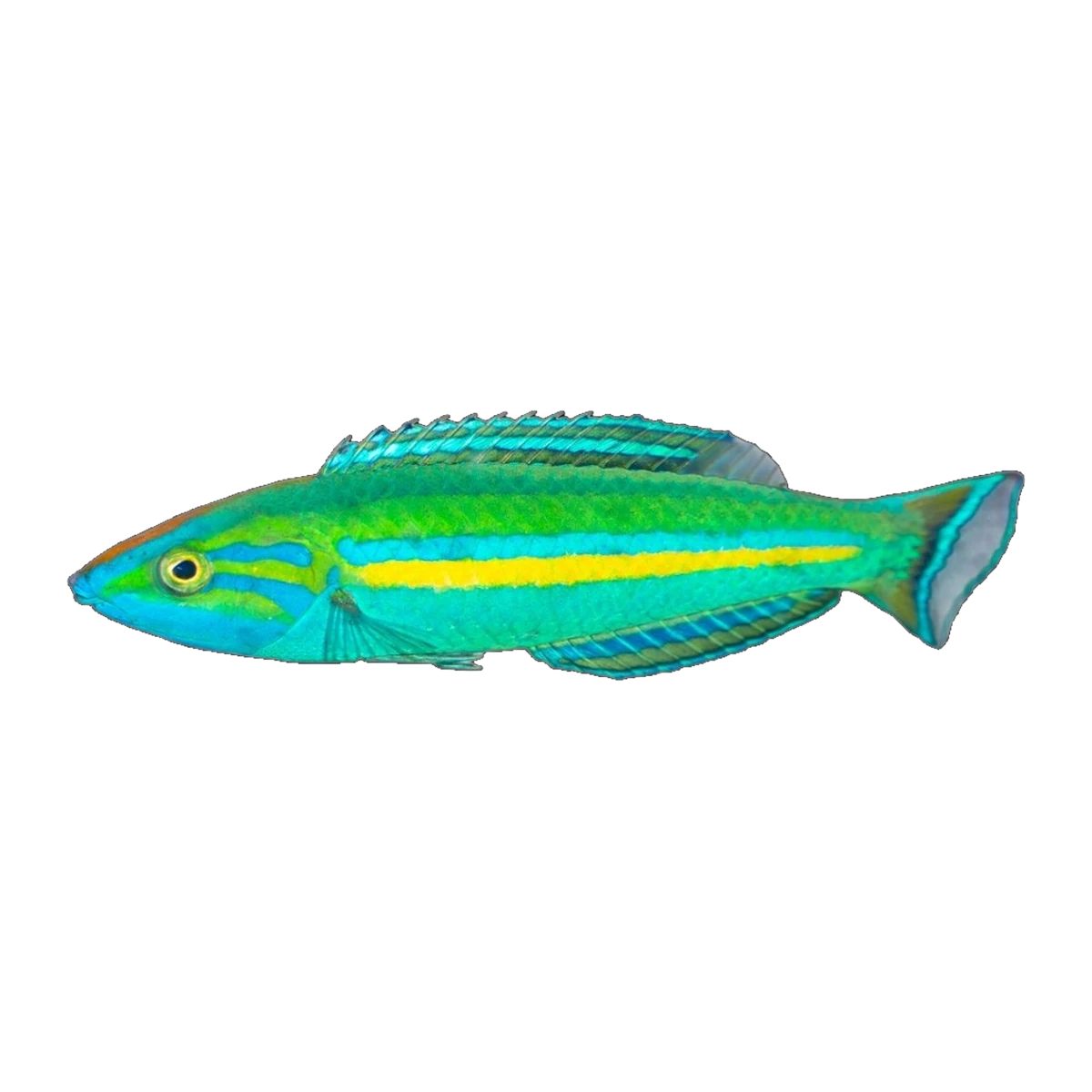 Tail Wrasse Male | Pseudojuloides splendens