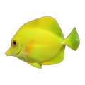 Tang Yellow | Zebrasoma flavescens