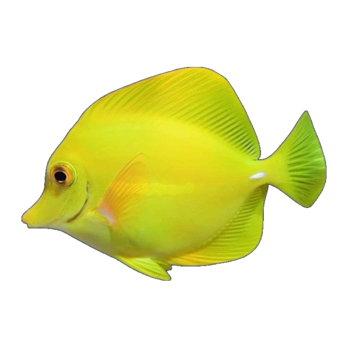 Tang Yellow | Zebrasoma flavescens