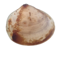 Tasmanian Pea Clam