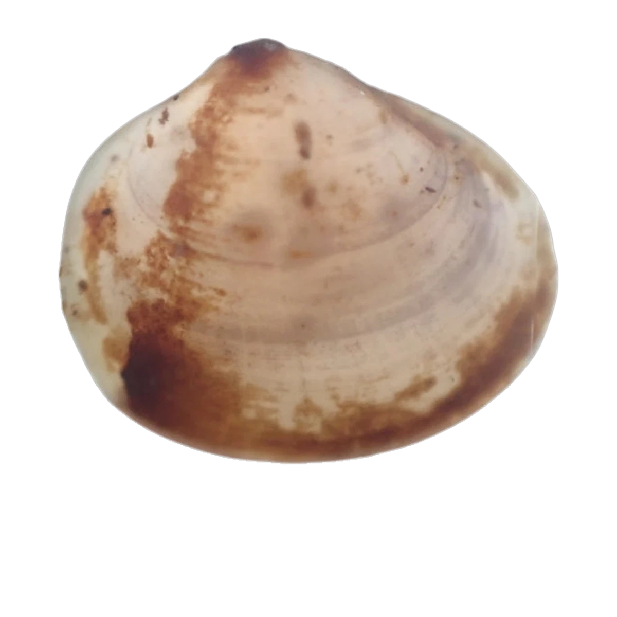 Tasmanian Pea Clam