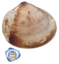 Tasmanian Pea Clam