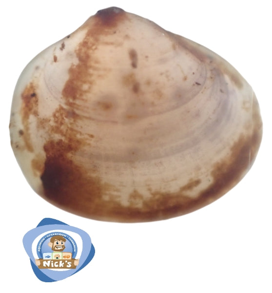 Tasmanian Pea Clam
