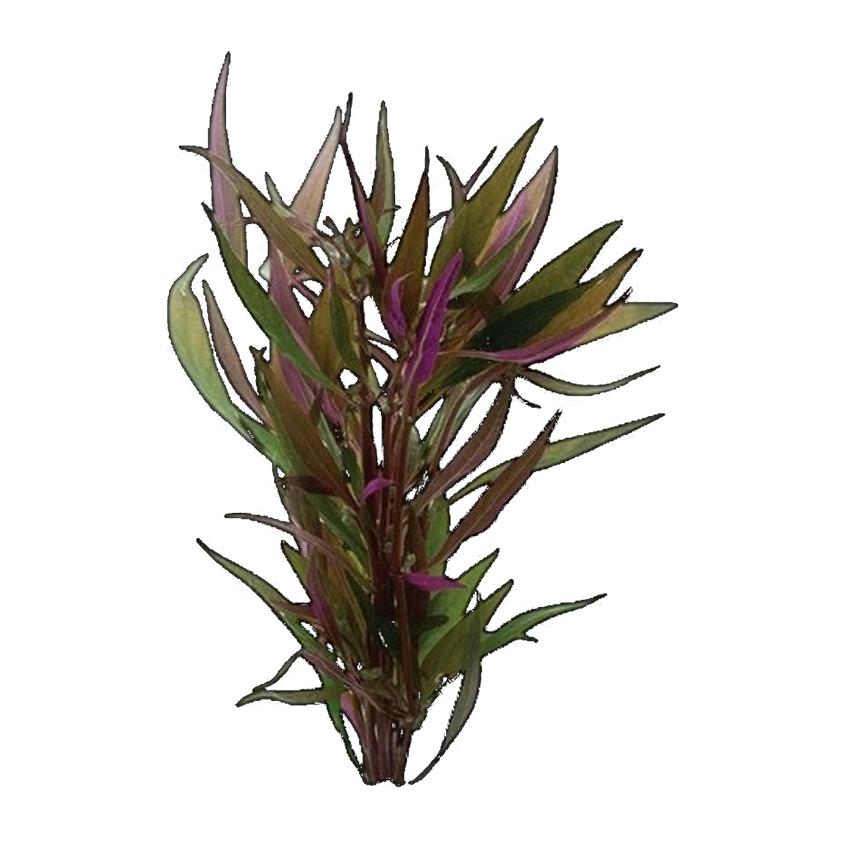 Telanthera | Alternanthera reineckii