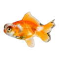 Telescope Goldfish