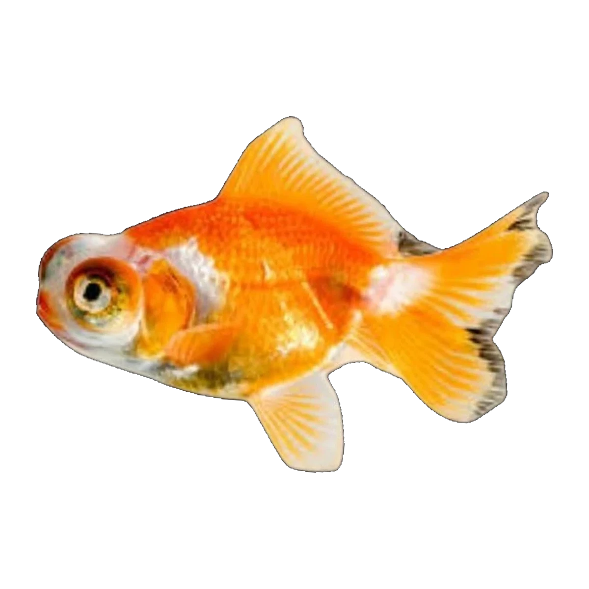 Telescope Goldfish