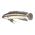 Striped Telmat – Telmatochromis vittatus