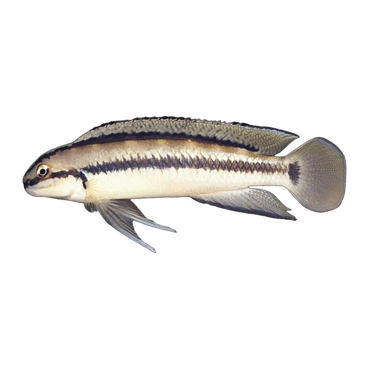 Striped Telmat – Telmatochromis vittatus