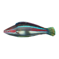 Temminckii Fairy Wrasse | Cirrhilabrus temminckii