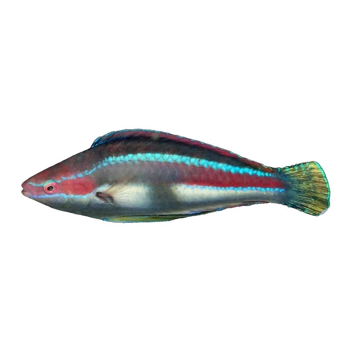 Temminckii Fairy Wrasse | Cirrhilabrus temminckii