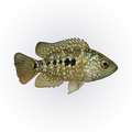 Texas Cichlid (Herichthys cyanoguttatus), side profile facing right